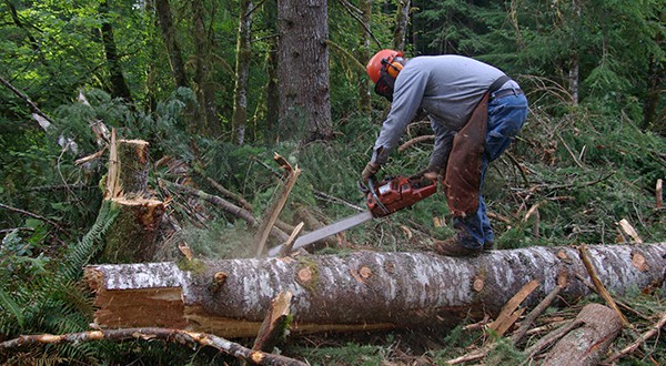 Tree Felling